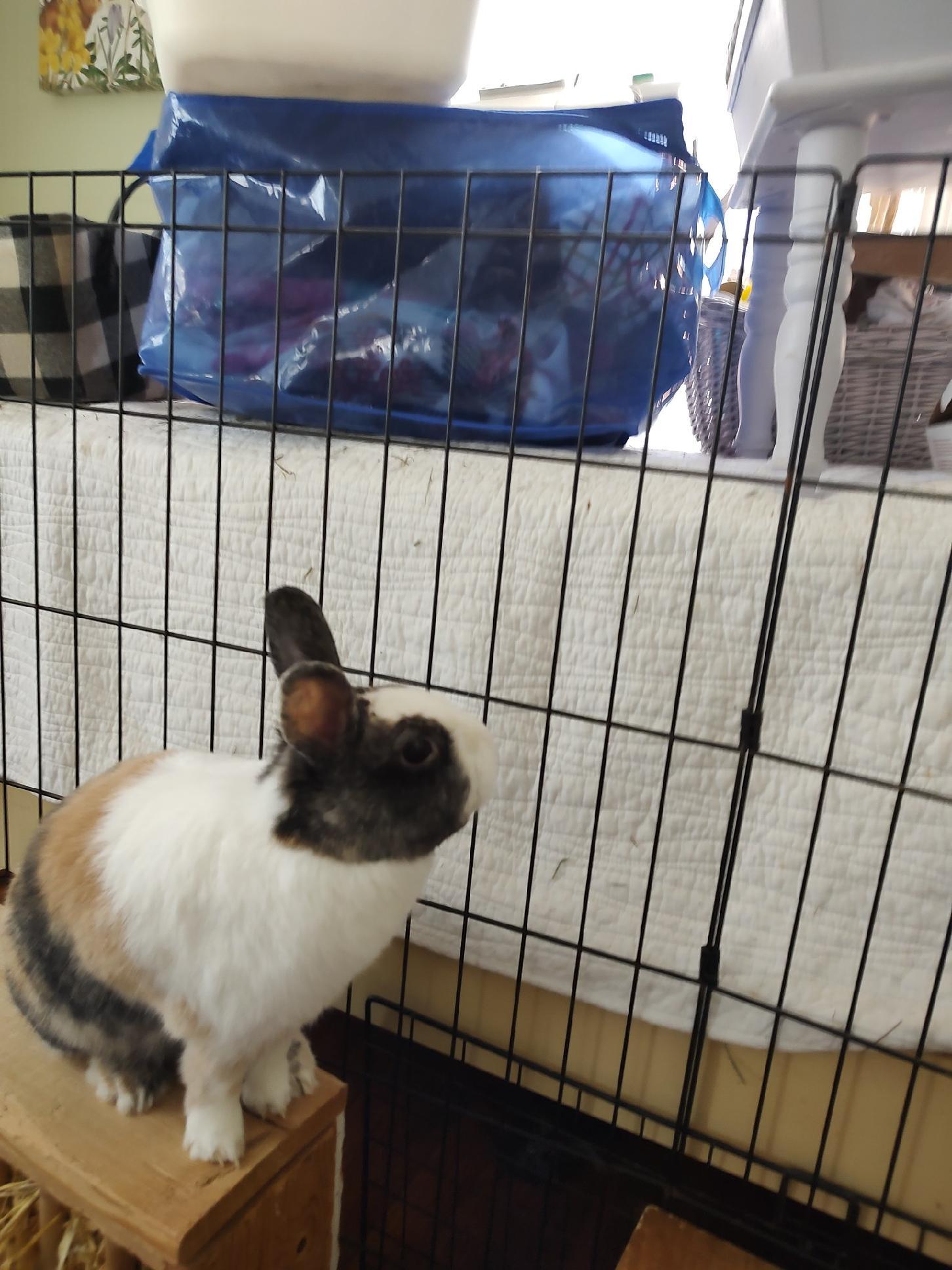 Enlarge Victorine, a Adopted mixed breed in Holiday, FL image 1/6