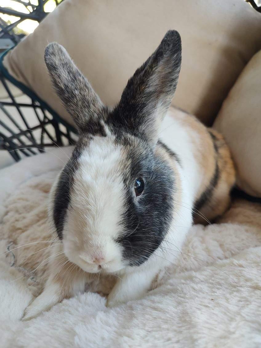 Enlarge Victorine, a Adopted mixed breed in Holiday, FL image 2/6