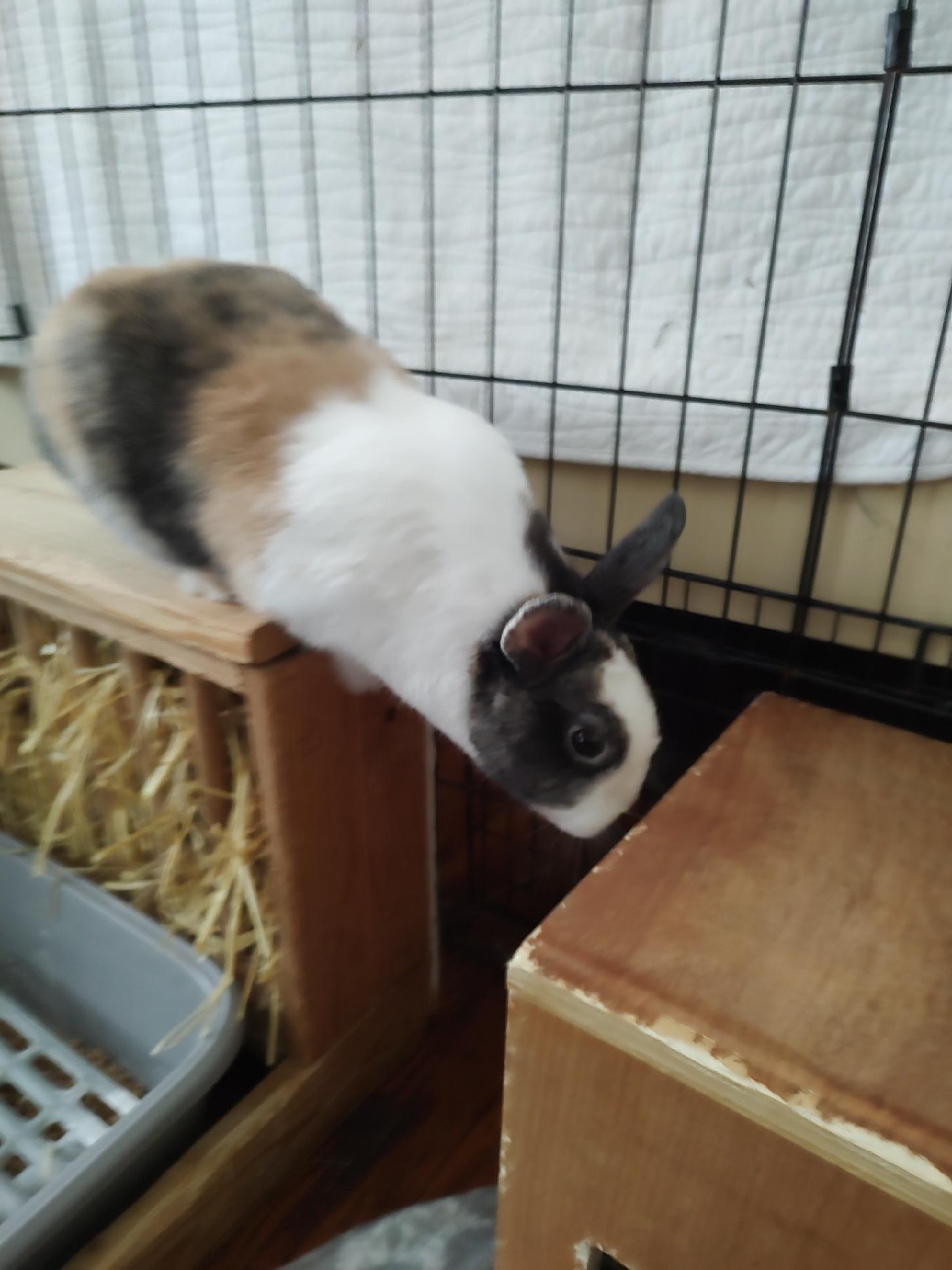 Enlarge Victorine, a Adopted mixed breed in Holiday, FL image 3/6