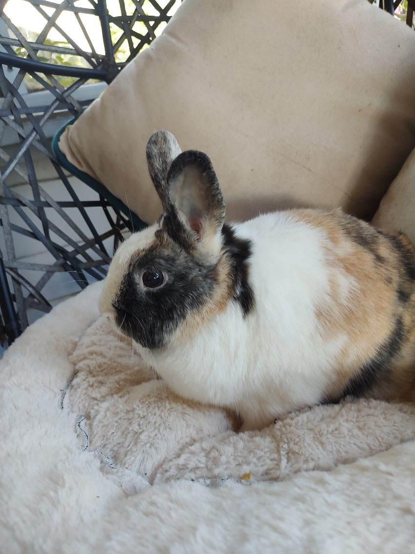 Enlarge Victorine, a Adopted mixed breed in Holiday, FL image 4/6