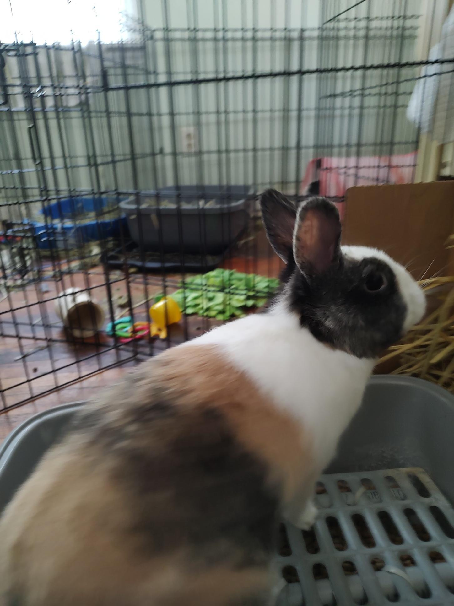 Enlarge Victorine, a Adopted mixed breed in Holiday, FL image 5/6