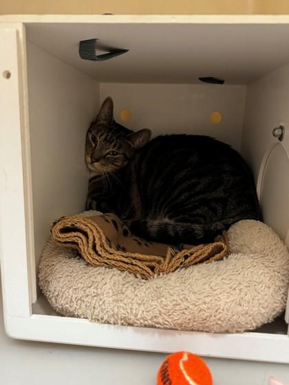 Enlarge Tiny, a Adoptable mixed breed in Kalispell, MT image 1/1