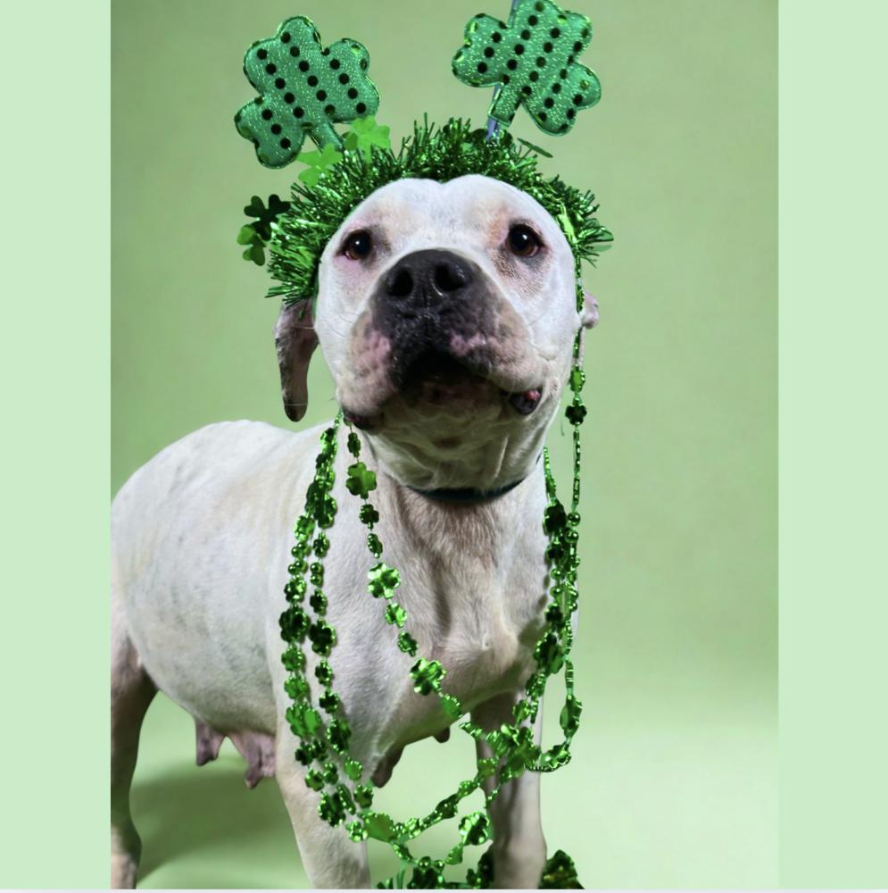 Mayflower, Adoptable, Adult Female American Staffordshire Terrier.