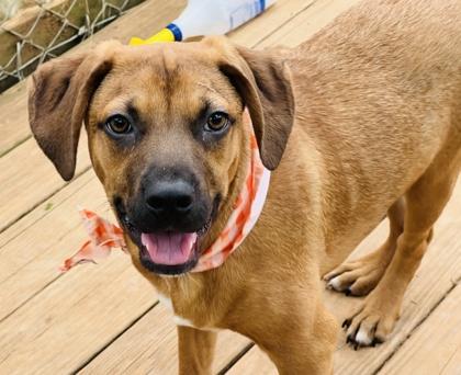 Flex $125, a Adoptable mixed breed in Seneca, SC image 1/3