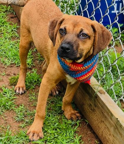 Flex $125, a Adoptable mixed breed in Seneca, SC image 2/3