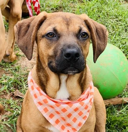 Flex $125, a Adoptable mixed breed in Seneca, SC image 3/3