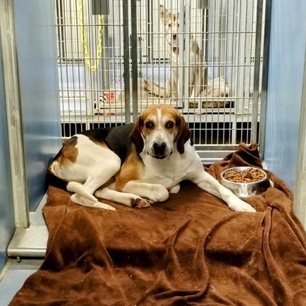 Enlarge Clyde, a Adoptable Treeing Walker Coonhound in Norfolk, NE image 1/4
