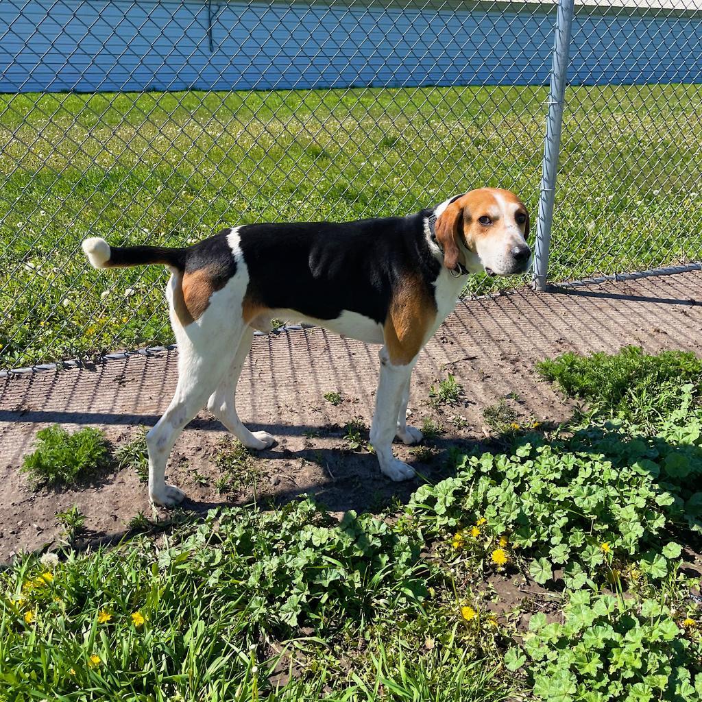 Enlarge Clyde, a Adoptable Treeing Walker Coonhound in Norfolk, NE image 2/4