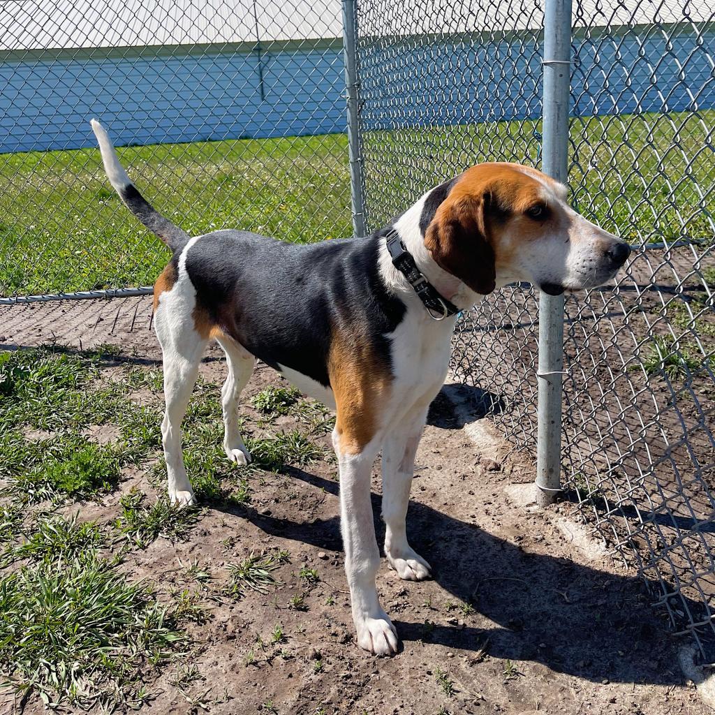 Enlarge Clyde, a Adoptable Treeing Walker Coonhound in Norfolk, NE image 3/4