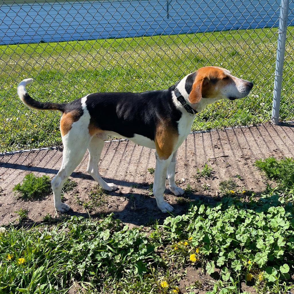 Enlarge Clyde, a Adoptable Treeing Walker Coonhound in Norfolk, NE image 4/4