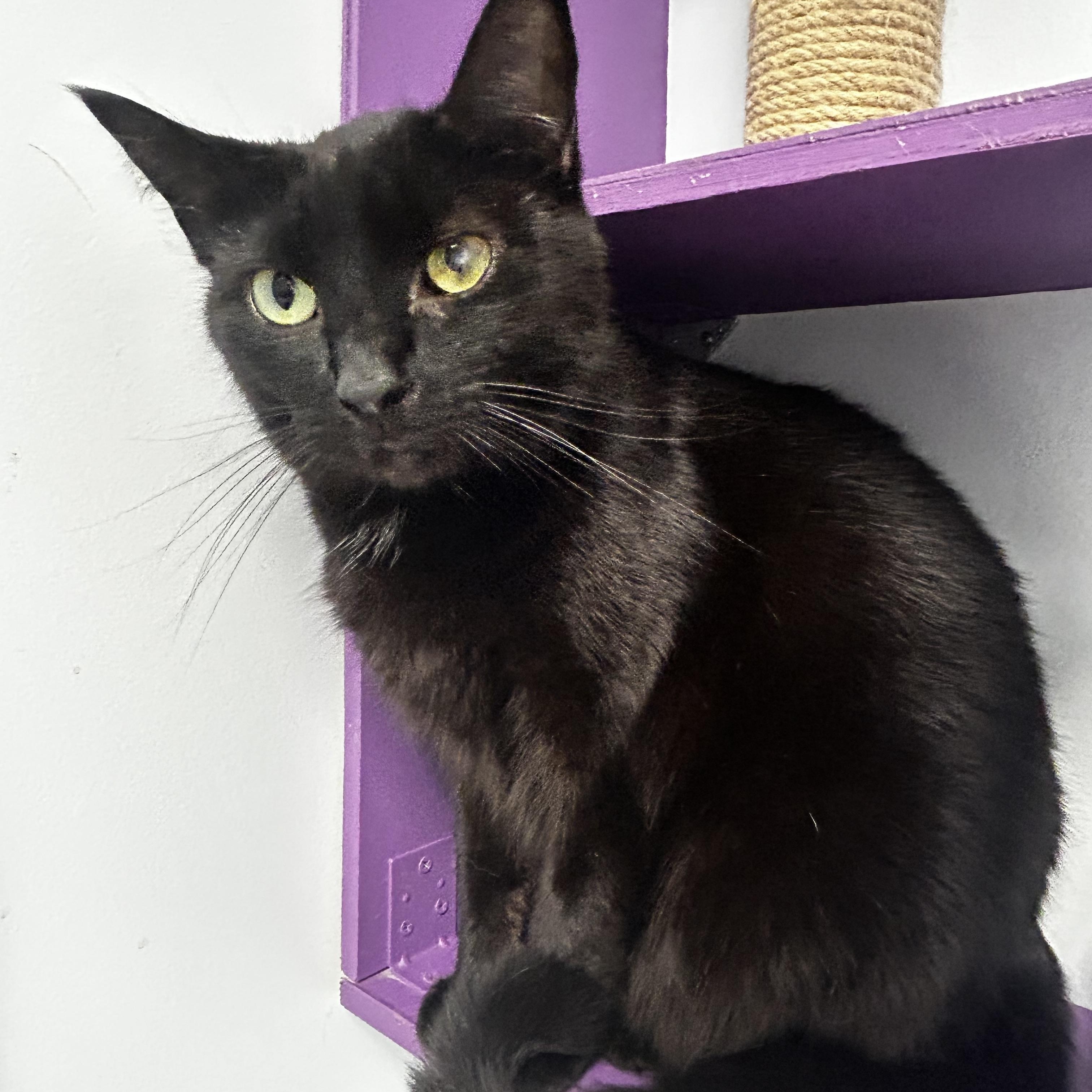 Bolt, a Adoptable Domestic Short Hair in Grand Rapids, MI image 5/6