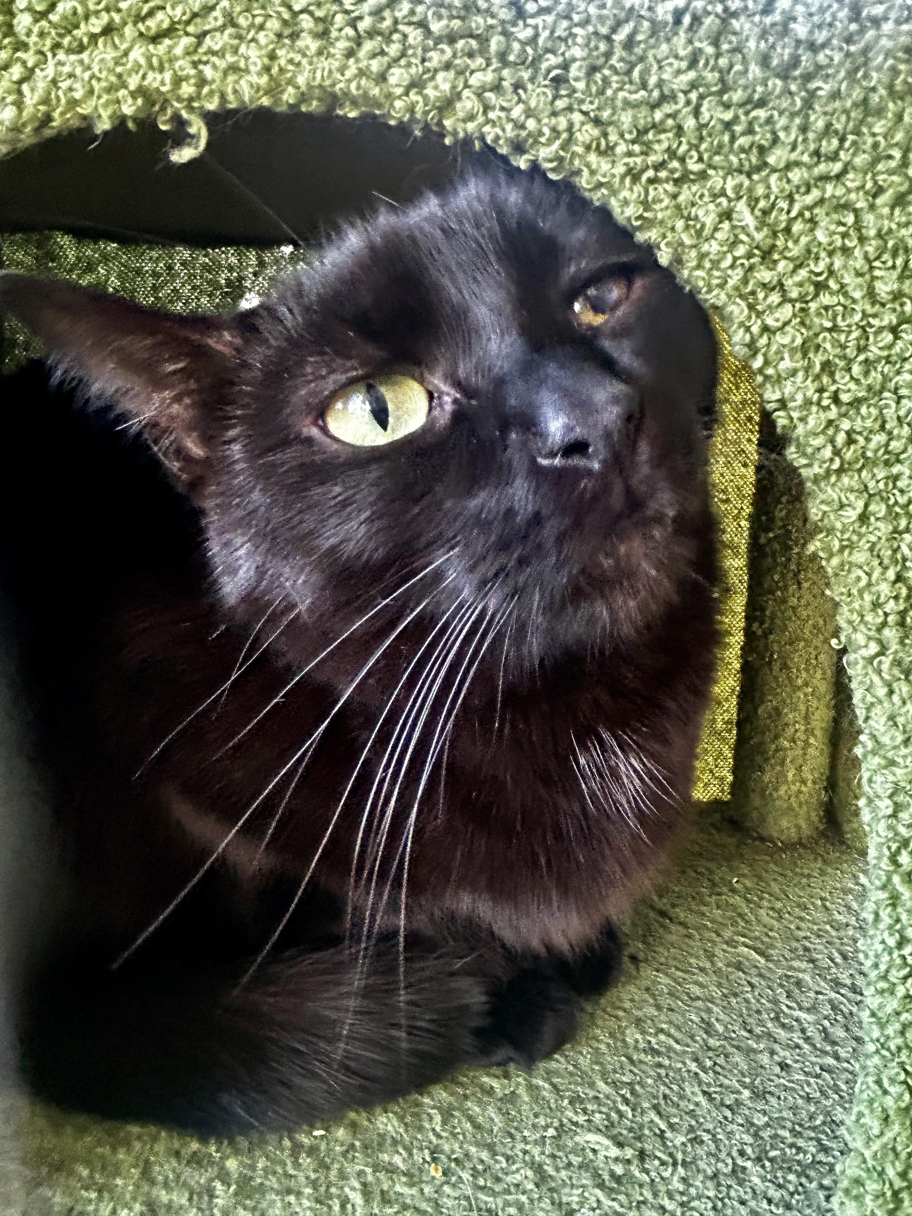 Bolt, a Adoptable Domestic Short Hair in Grand Rapids, MI image 1/6