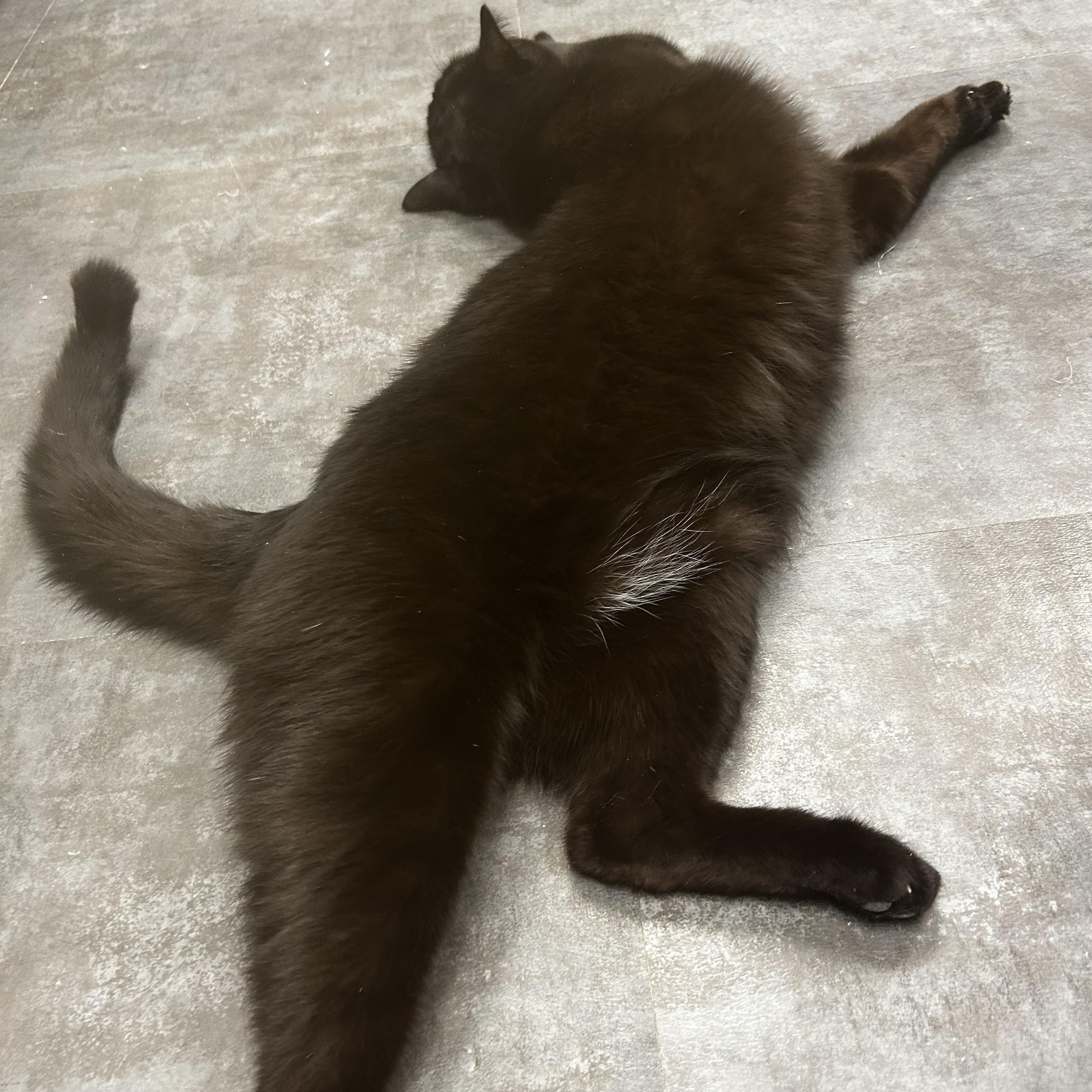 Bolt, a Adoptable Domestic Short Hair in Grand Rapids, MI image 2/6