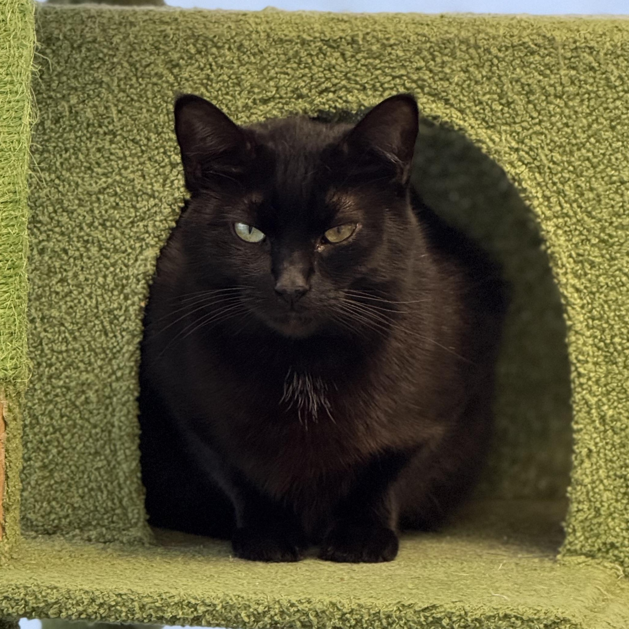 Enlarge Bolt, a Adoptable Domestic Short Hair in Grand Rapids, MI image 5/6