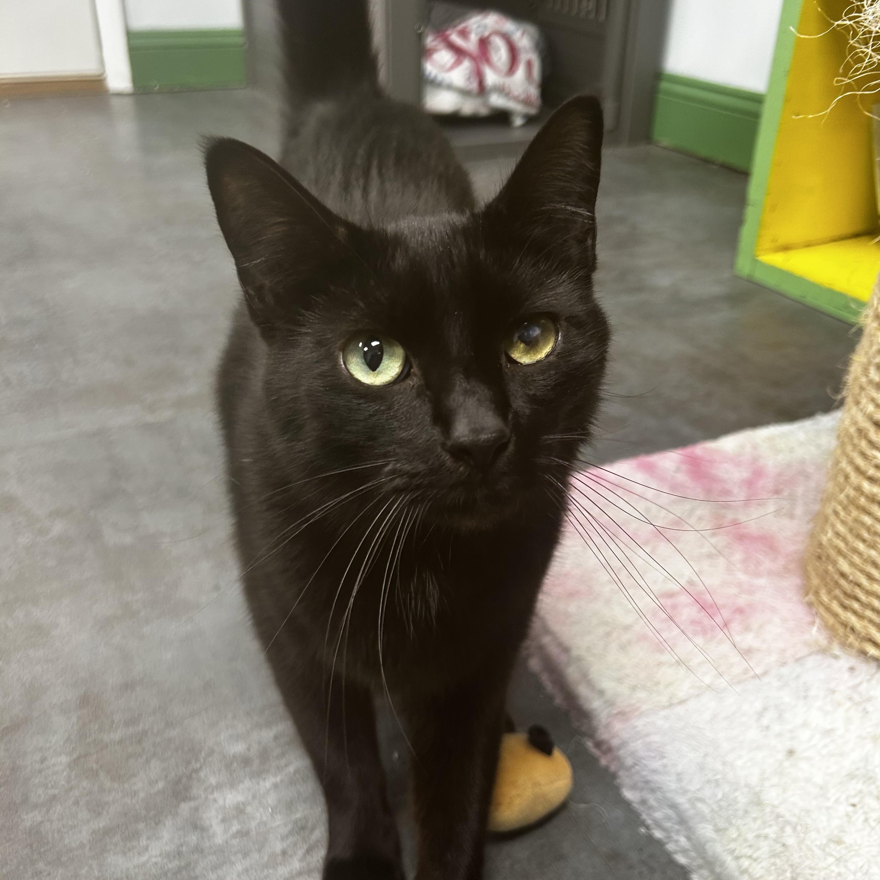 Bolt, a Adoptable Domestic Short Hair in Grand Rapids, MI image 3/6