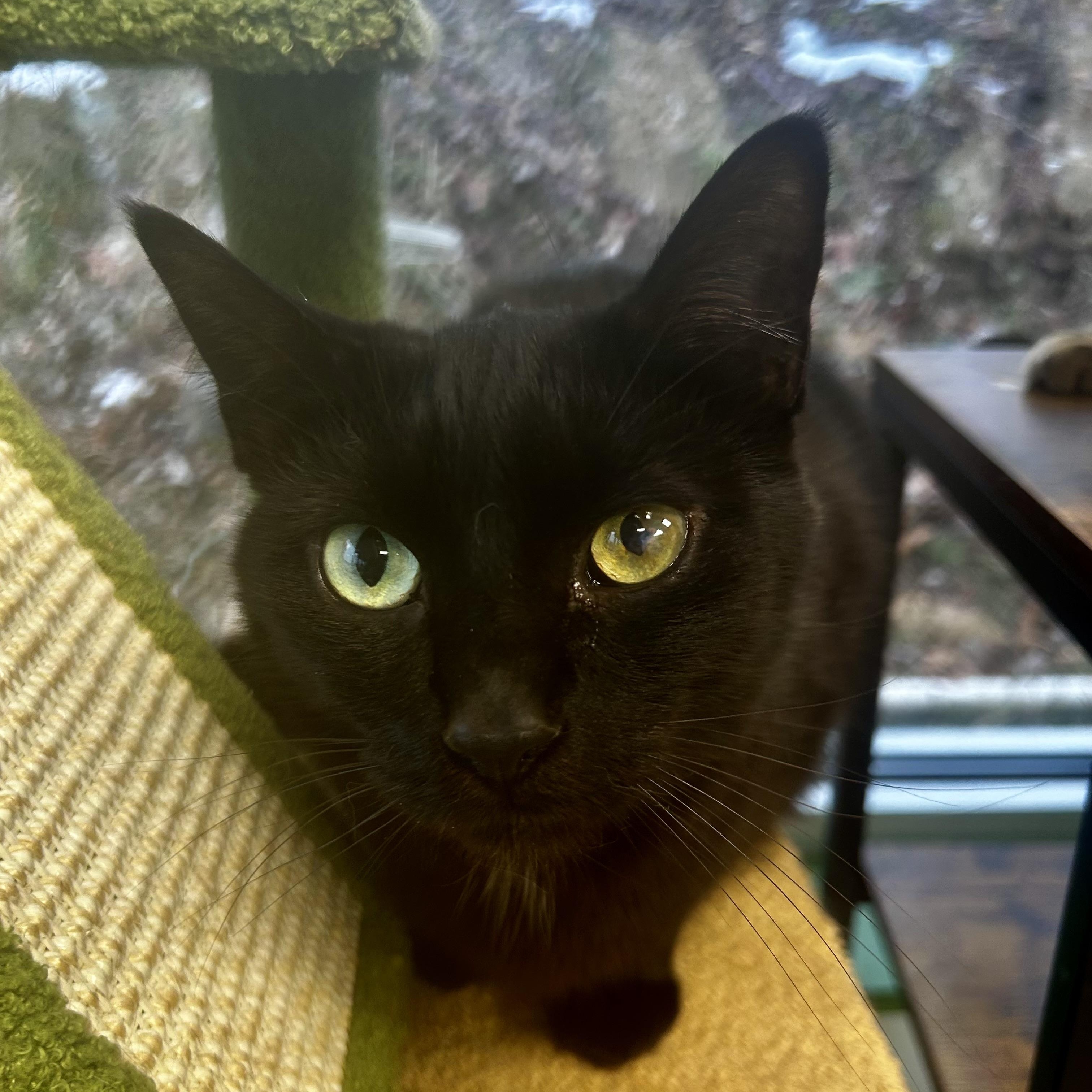 Enlarge Bolt, a Adoptable Domestic Short Hair in Grand Rapids, MI image 1/6