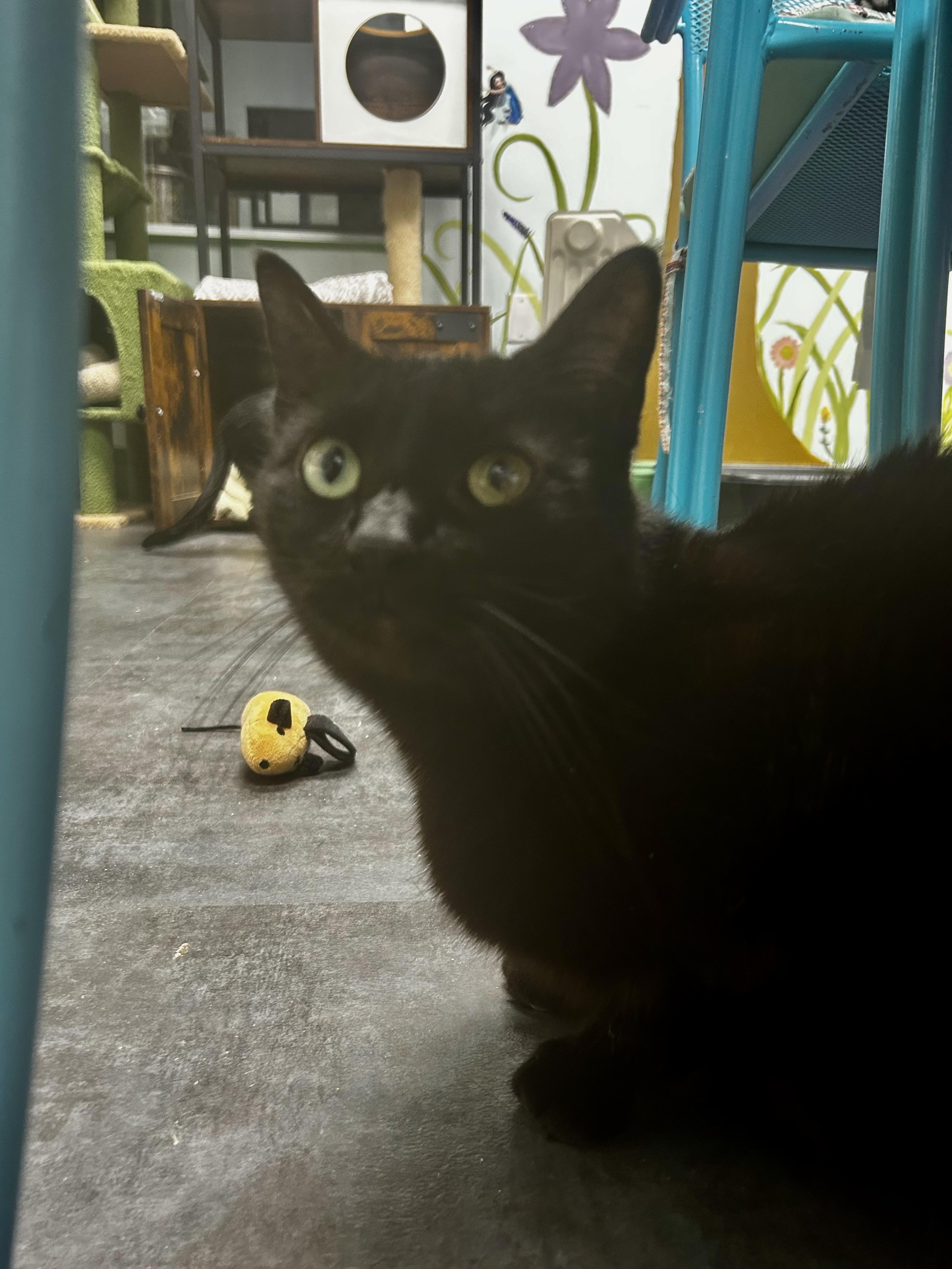 Bolt, a Adoptable Domestic Short Hair in Grand Rapids, MI image 4/6