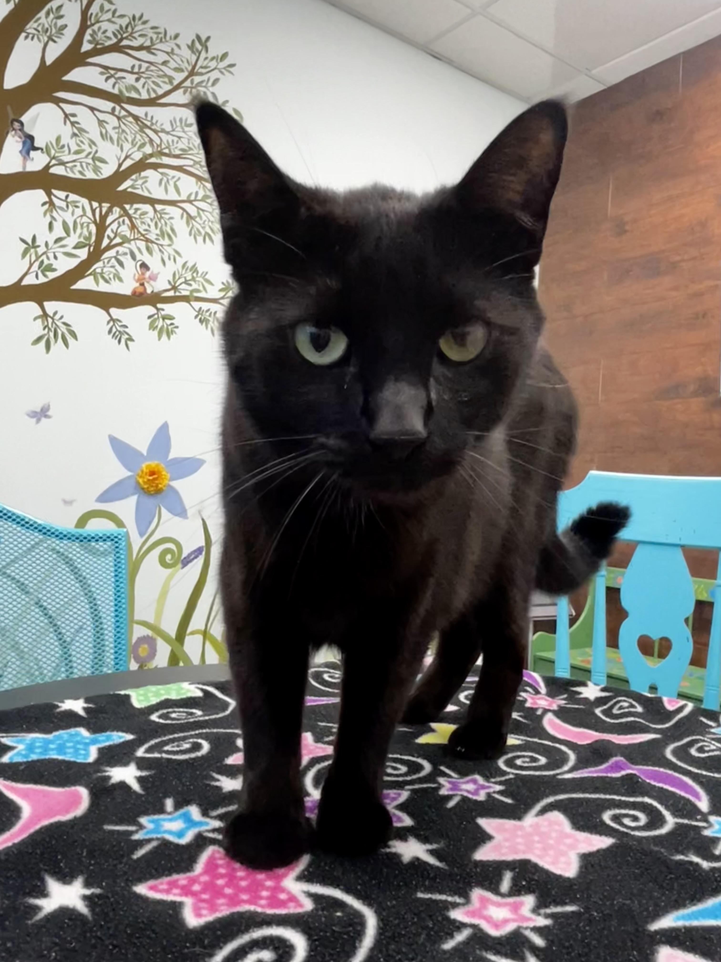 Enlarge Bolt, a Adoptable Domestic Short Hair in Grand Rapids, MI image 2/6