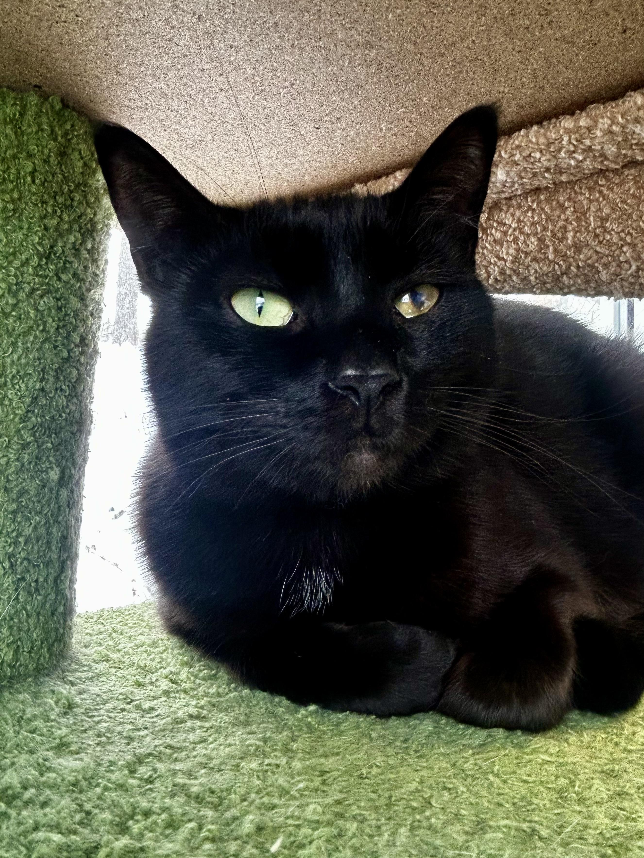 Enlarge Bolt, a Adoptable Domestic Short Hair in Grand Rapids, MI image 6/6