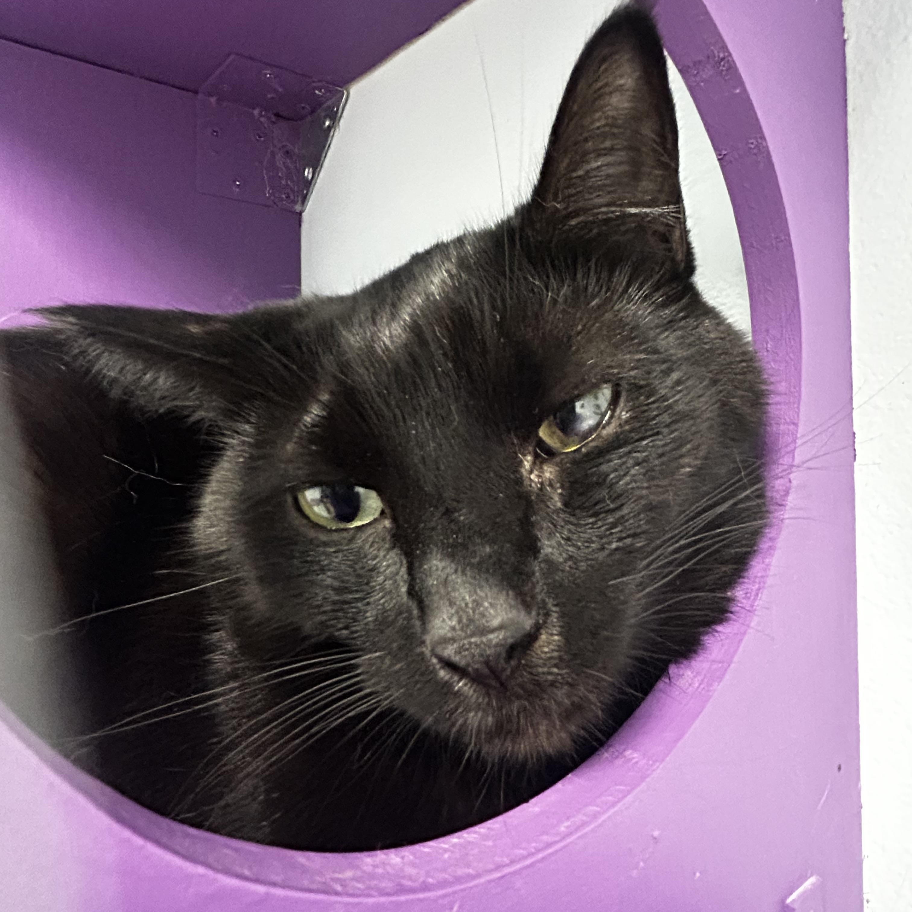 Bolt, a Adoptable Domestic Short Hair in Grand Rapids, MI image 6/6