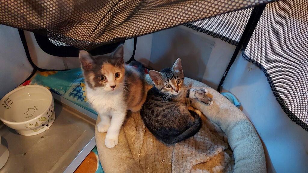 Spicy and Suzuki, Adopted, Kitten Female Calico & Tabby.