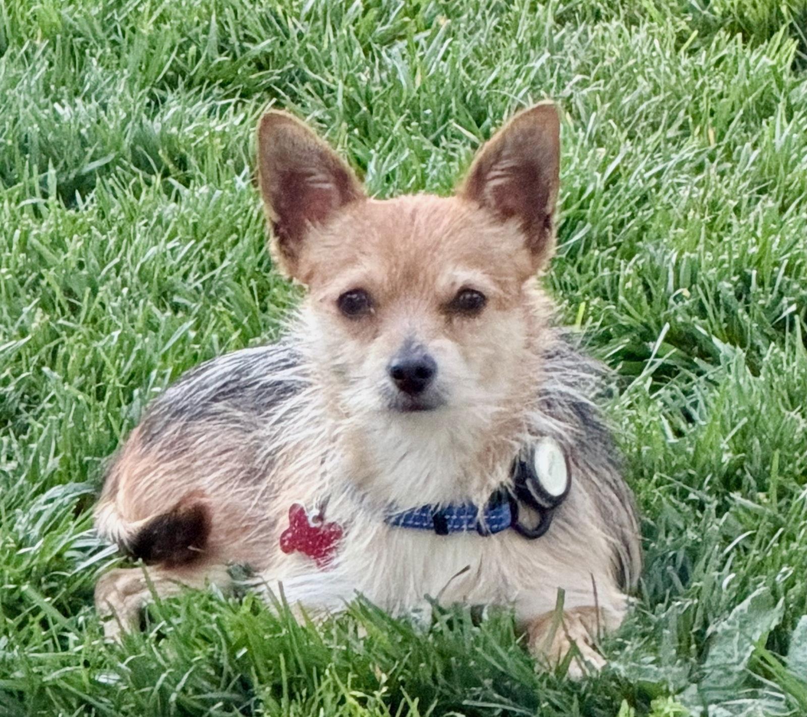 Enlarge Paperback, a Adoptable Yorkshire Terrier in Palo Alto, CA image 1/3
