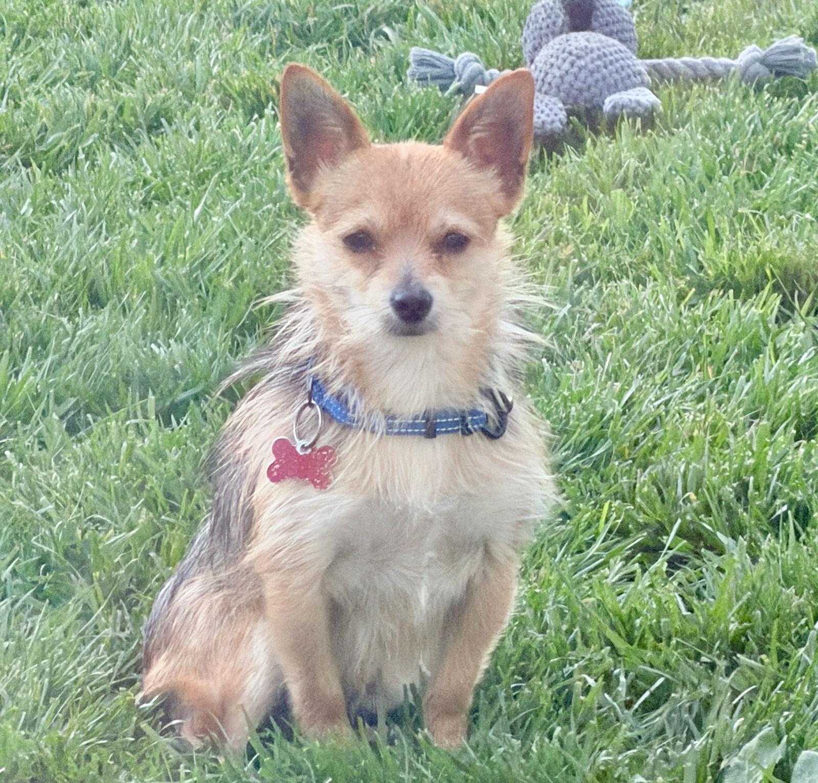 Enlarge Paperback, a Adoptable Yorkshire Terrier in Palo Alto, CA image 2/3