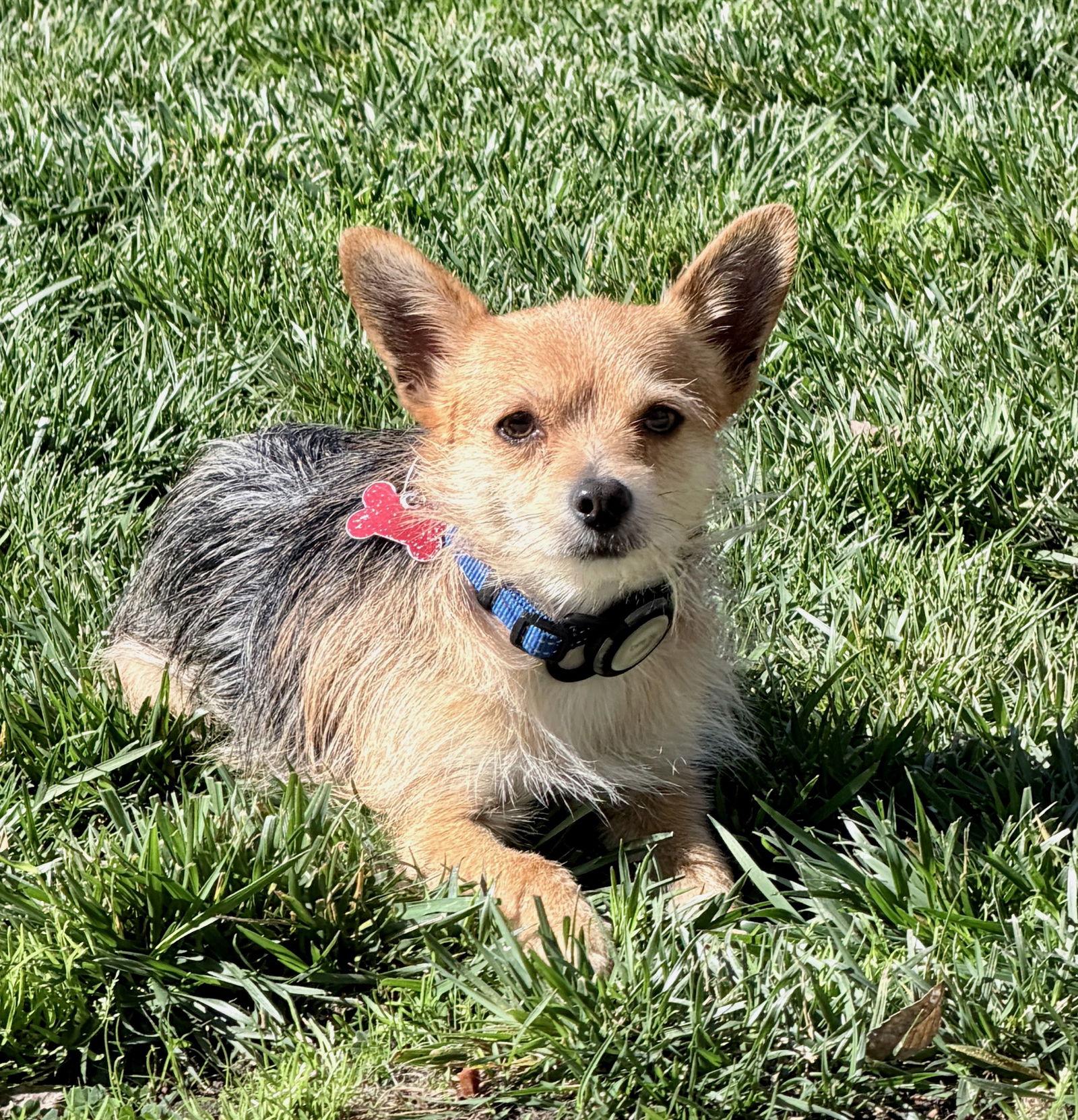 Enlarge Paperback, a Adoptable Yorkshire Terrier in Palo Alto, CA image 3/3