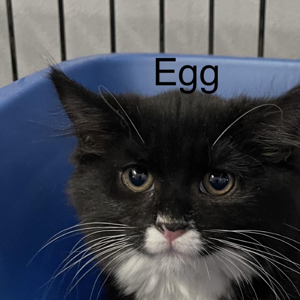 Egg, Adoptable, Kitten Female Domestic Long Hair.