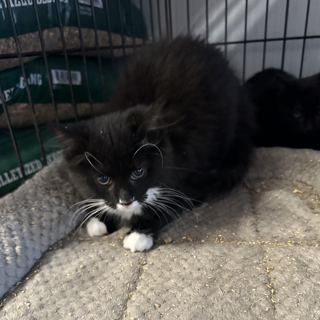 Enlarge Egg, a Adoptable Domestic Long Hair in Wappingers Falls, NY image 2/2