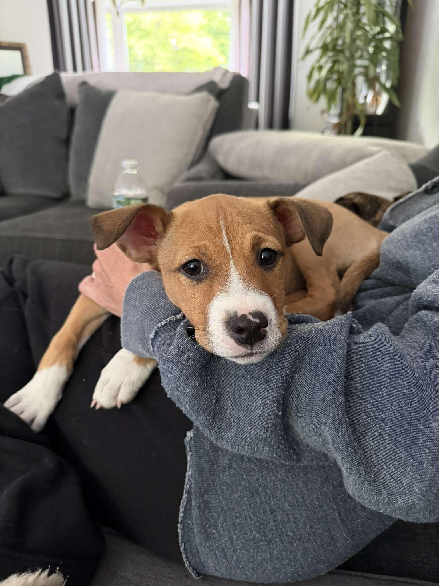 BLISSY, Adoptable, Young Female Boxer.