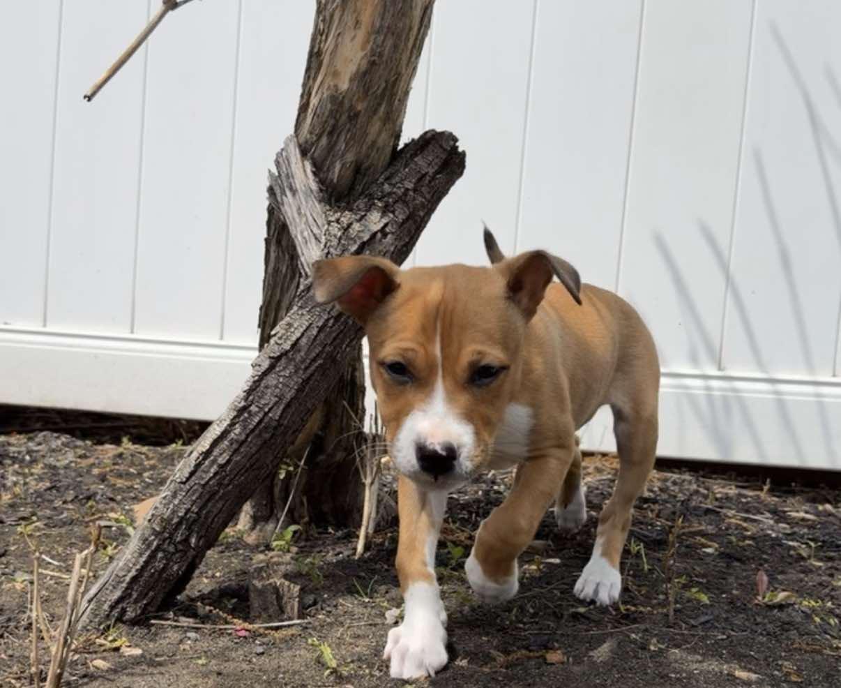 BLISSY, a Adoptable Boxer in Pomfret Center, CT image 2/3