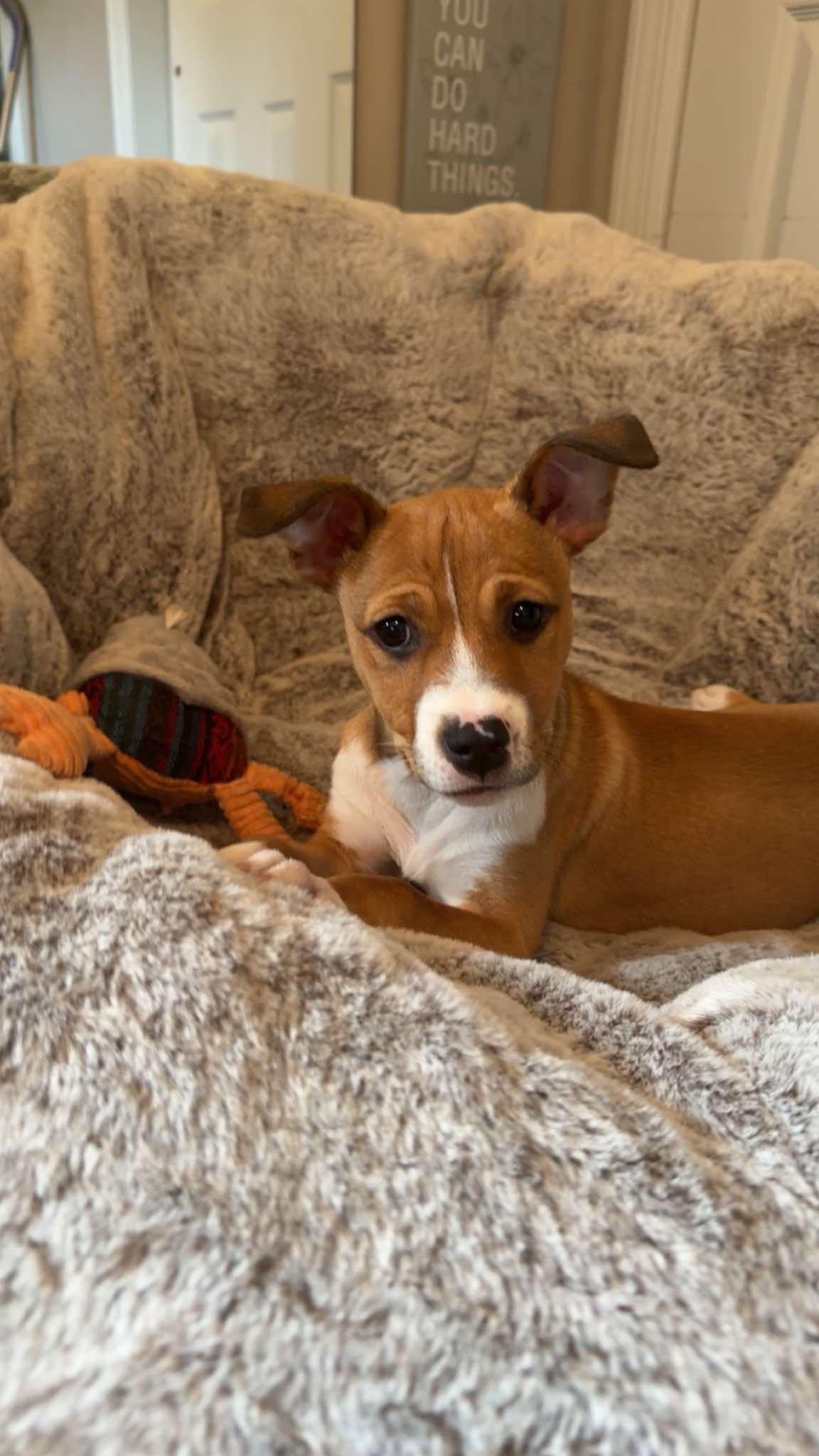 BLISSY, a Adoptable Boxer in Pomfret Center, CT image 3/3