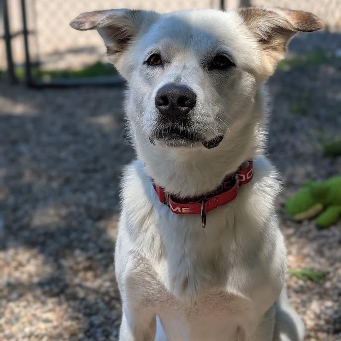 Enlarge Glacier, a Adoptable Mixed Breed in West Olive, MI image 1/6