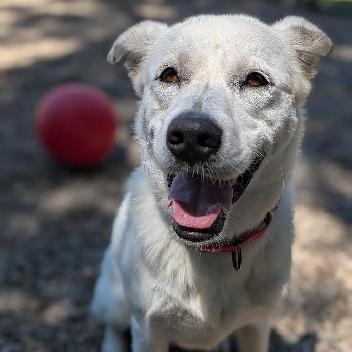 Enlarge Glacier, a Adoptable Mixed Breed in West Olive, MI image 2/6