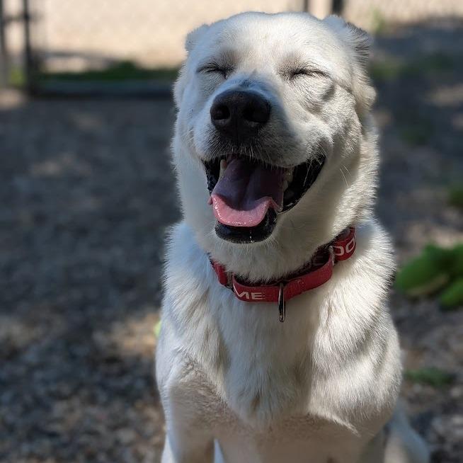 Enlarge Glacier, a Adoptable Mixed Breed in West Olive, MI image 3/6