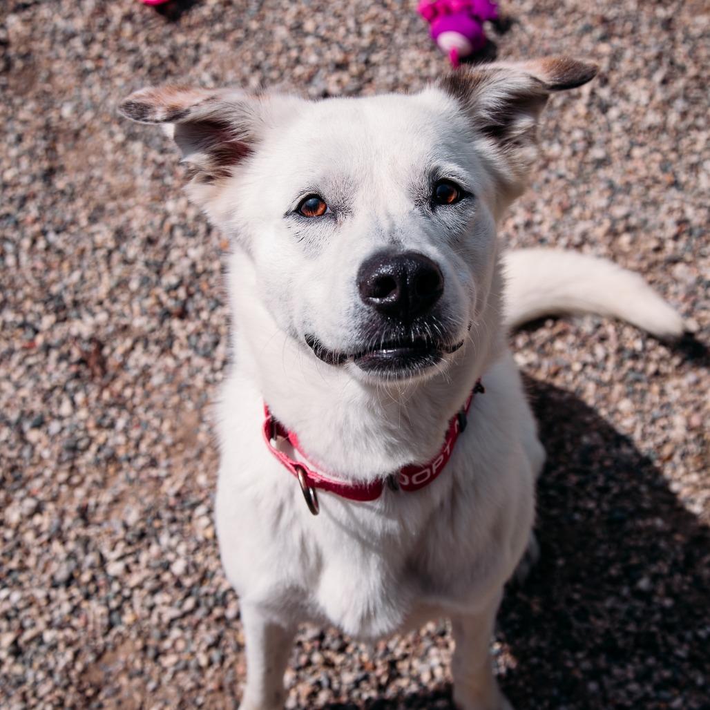 Enlarge Glacier, a Adoptable Mixed Breed in West Olive, MI image 4/6