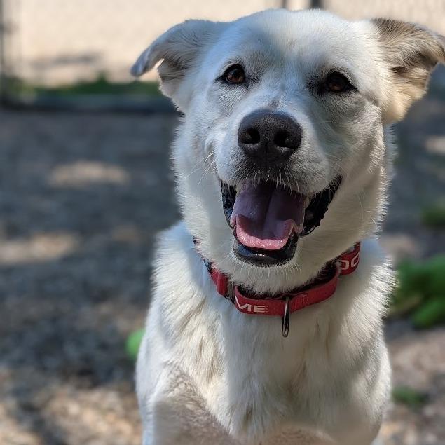 Enlarge Glacier, a Adoptable Mixed Breed in West Olive, MI image 5/6