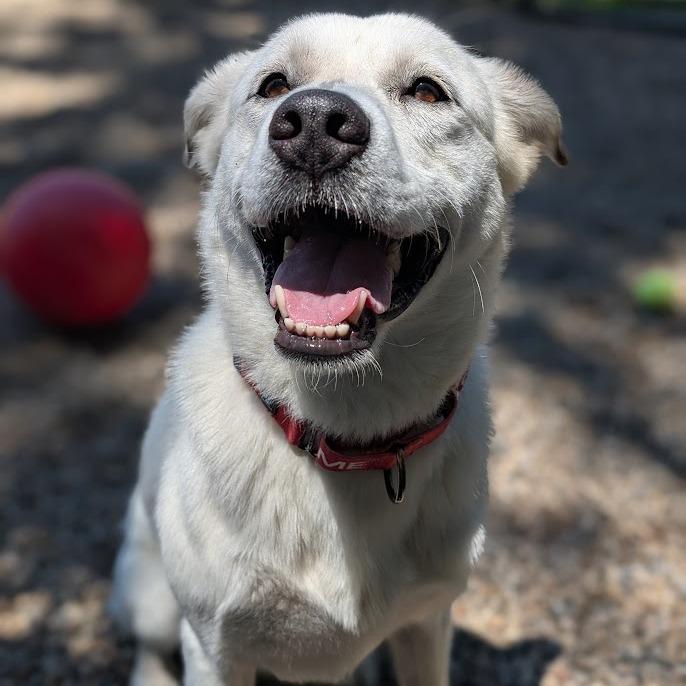 Enlarge Glacier, a Adoptable Mixed Breed in West Olive, MI image 6/6