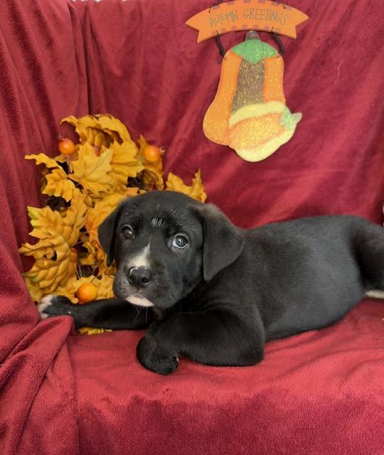 Enlarge Eurylochus Greek - Local pup, a Adoptable mixed breed in Andover, MA image 4/5