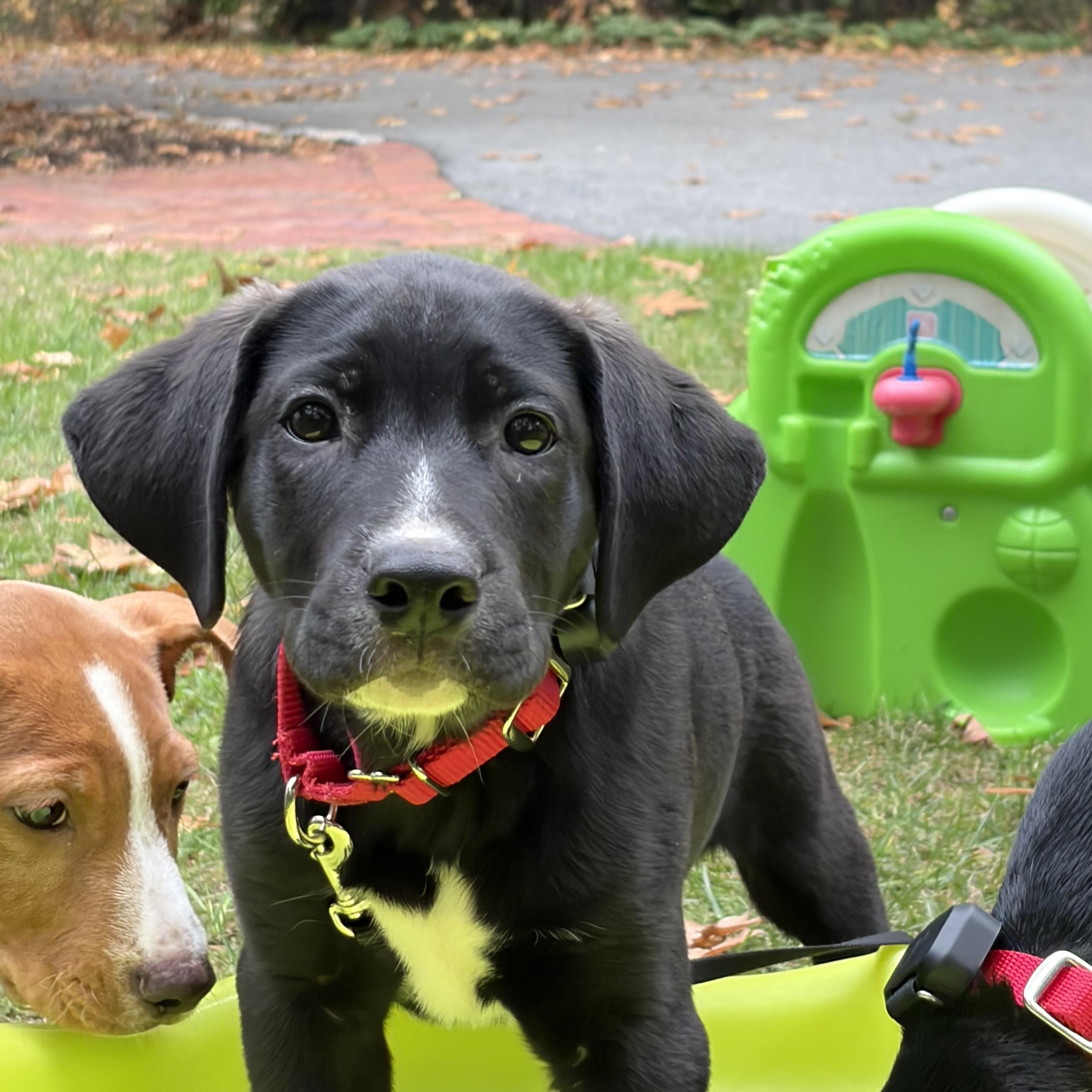 Enlarge Eurylochus Greek - Local pup, a Adoptable mixed breed in Andover, MA image 1/5