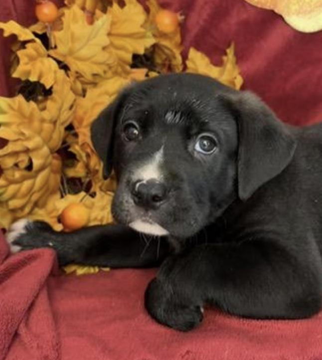 Enlarge Eurylochus Greek - Local pup, a Adoptable mixed breed in Andover, MA image 3/5