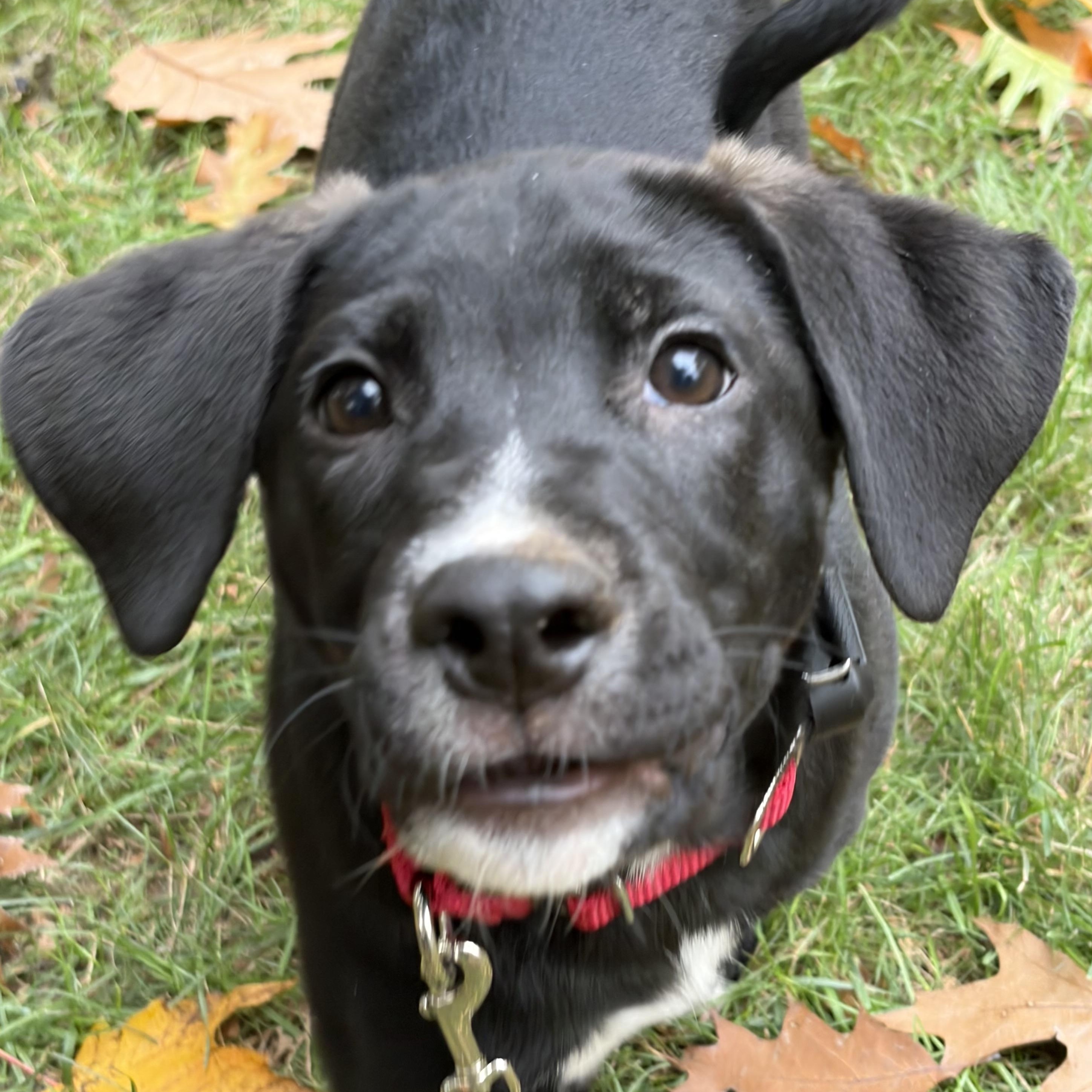 Enlarge Eurylochus Greek - Local pup, a Adoptable mixed breed in Andover, MA image 2/5