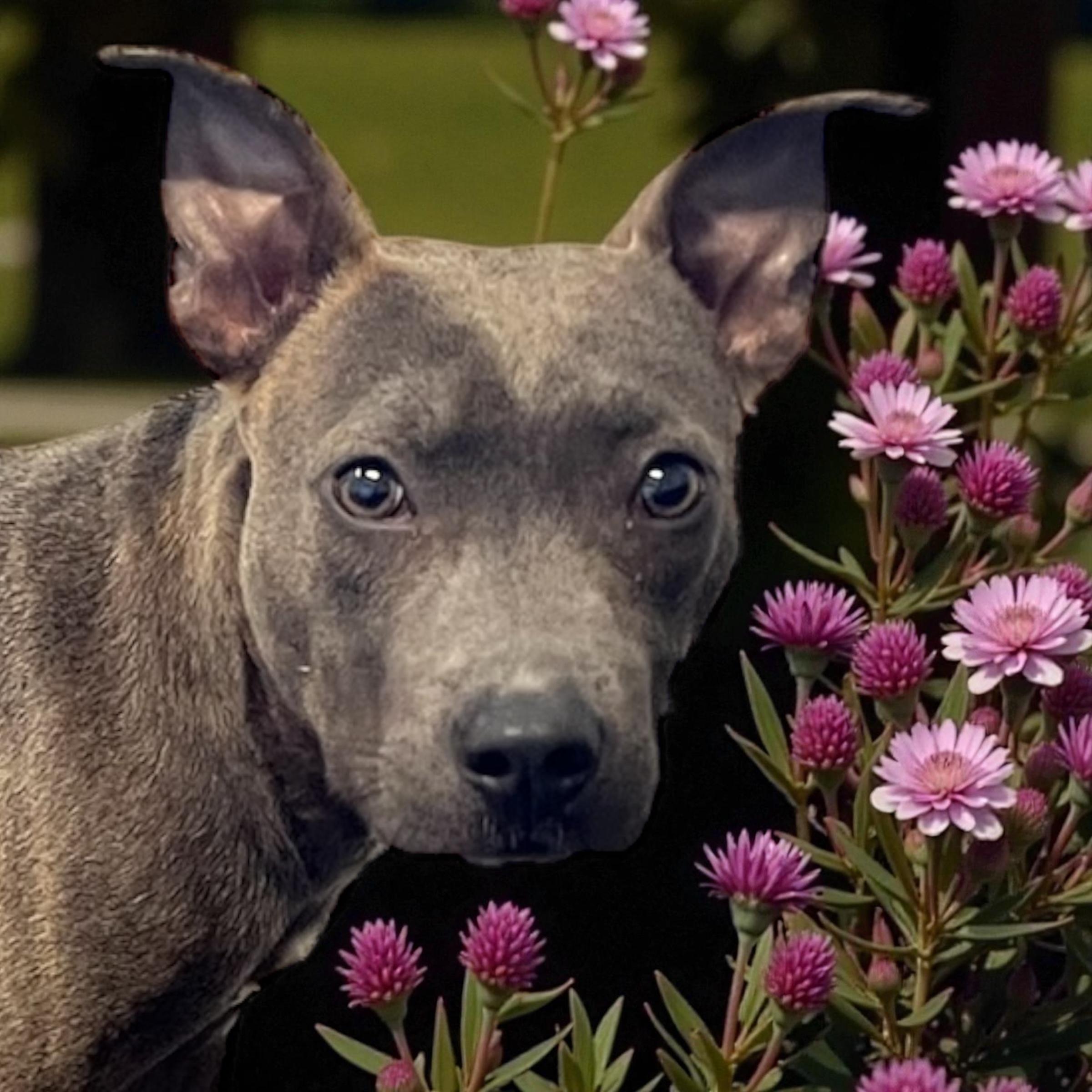 Draco, adopted, Young Male Pit Bull Terrier.