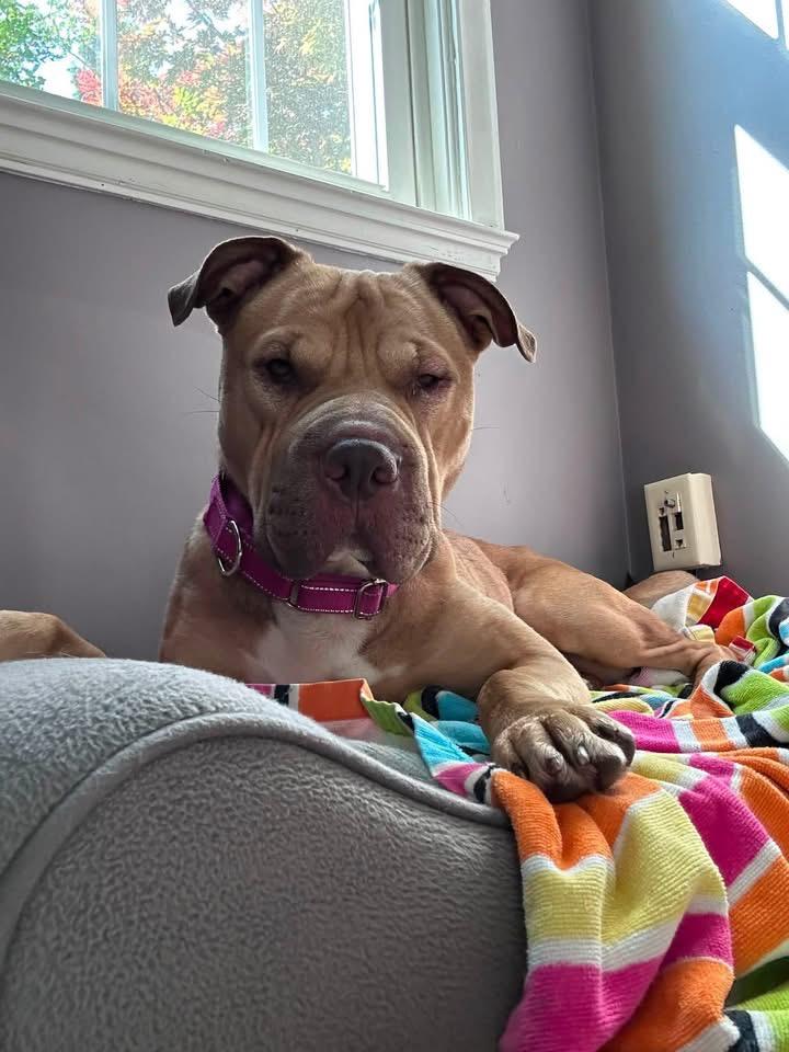 Enlarge Andi, a Adoptable mixed breed in Charlotte, MI image 1/4