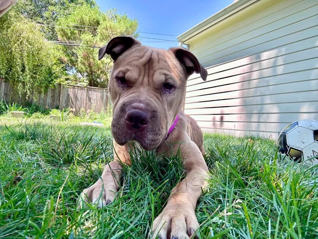 Enlarge Andi, a Adoptable mixed breed in Charlotte, MI image 2/4