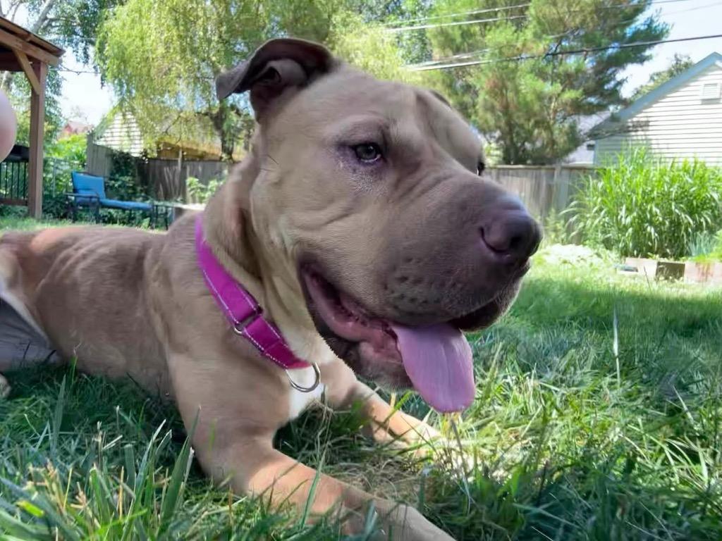 Enlarge Andi, a Adoptable mixed breed in Charlotte, MI image 3/4