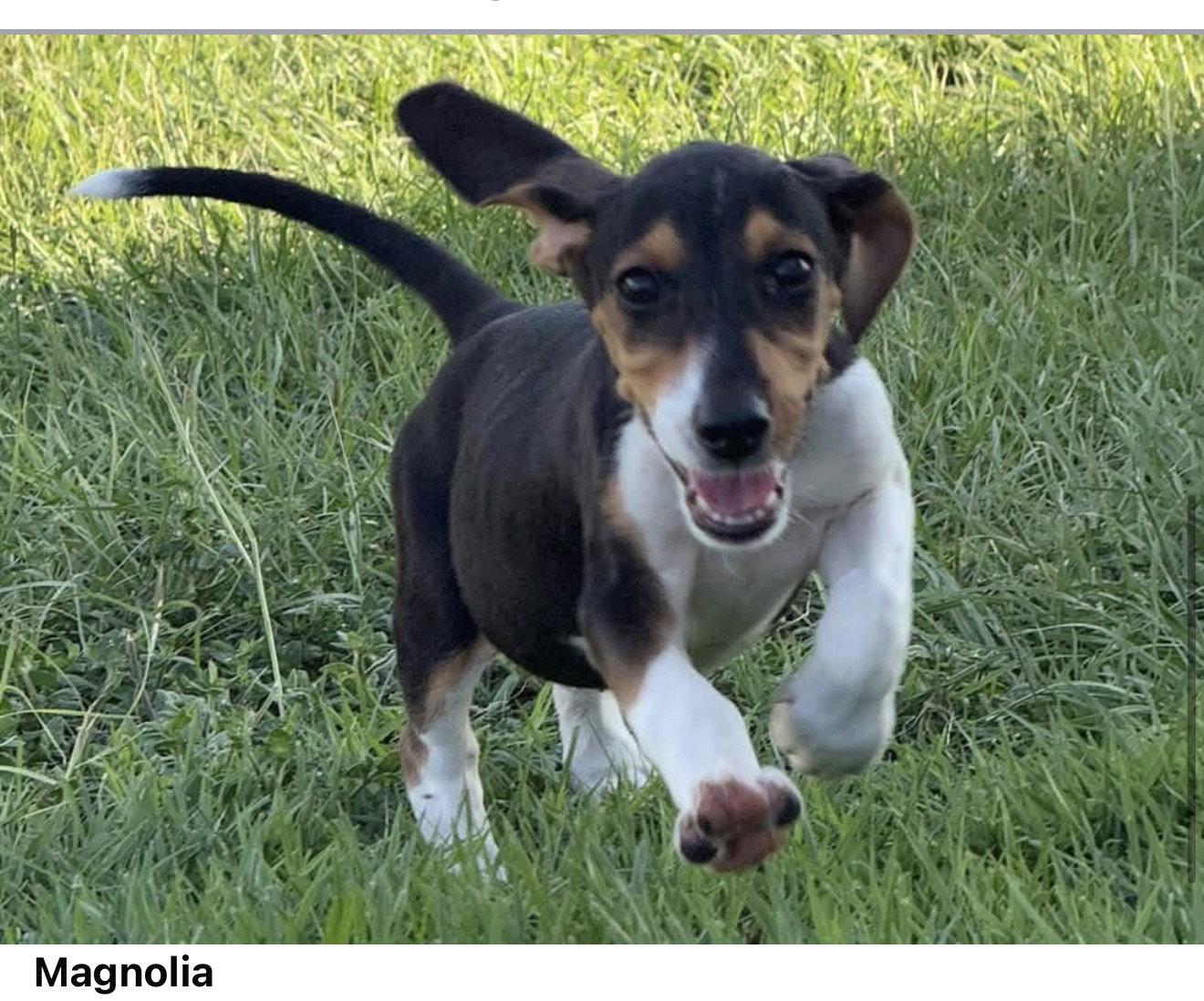 Magnolia, Adoptable, Puppy Female Basset Hound.