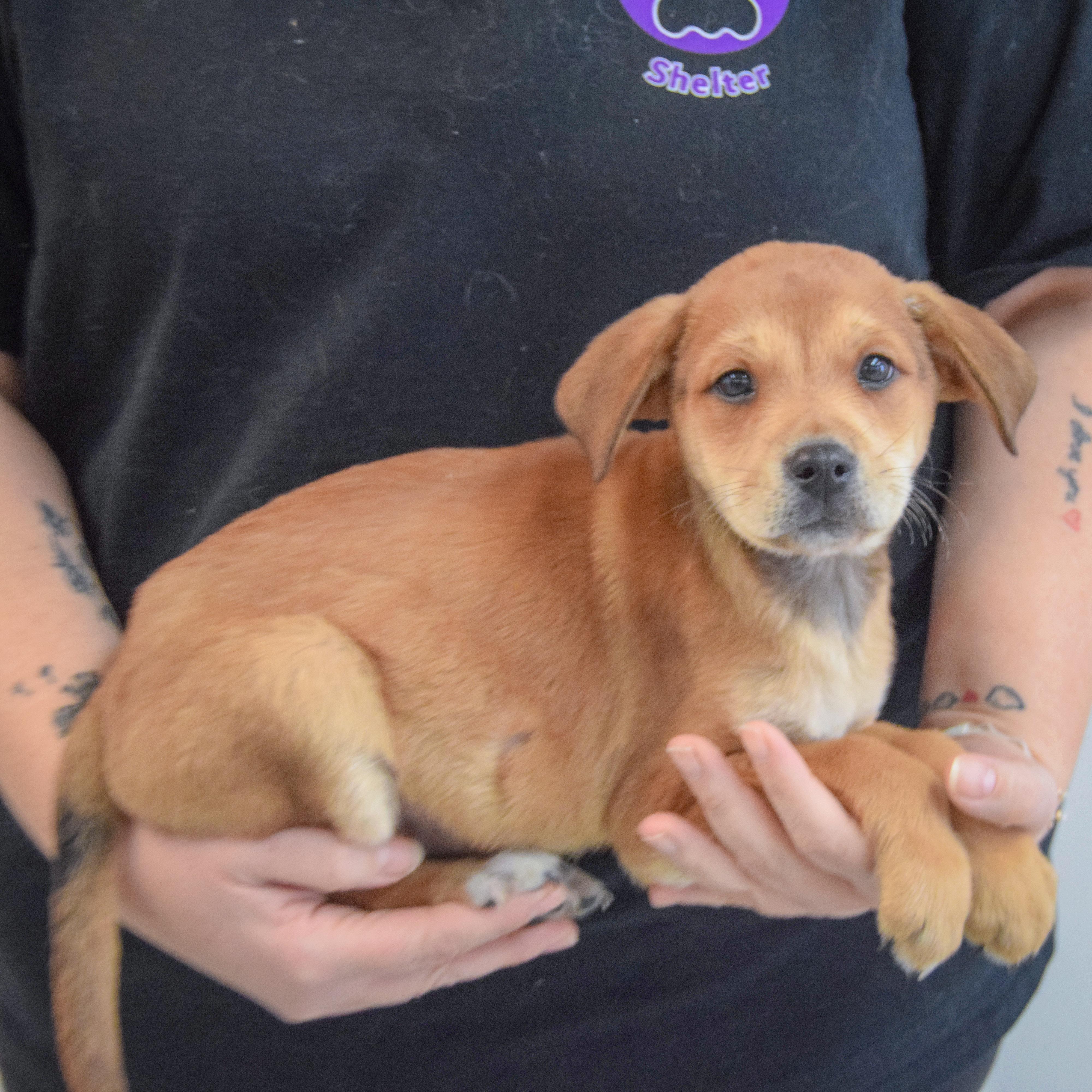 Lavender thumbnail 3