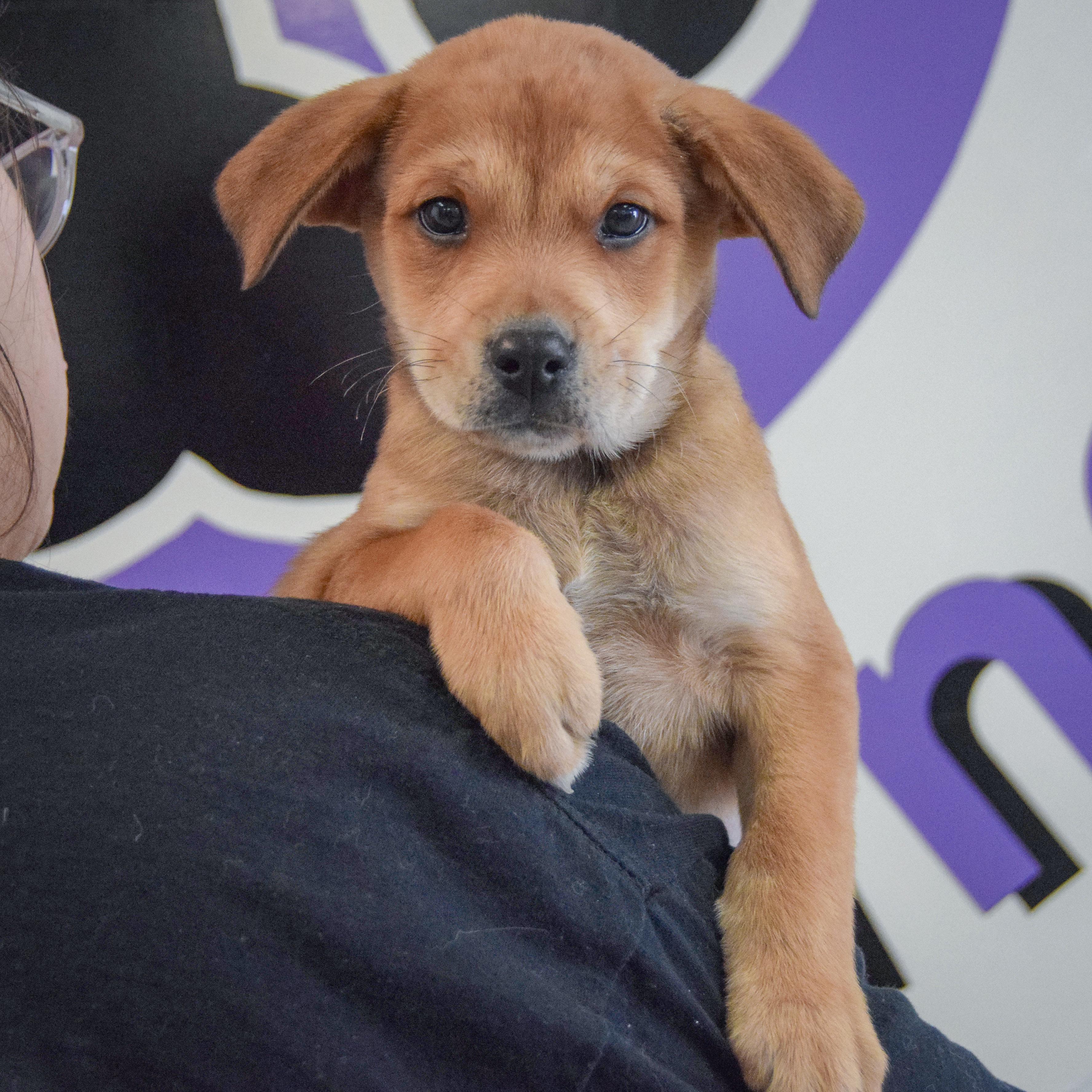 Lavender thumbnail 5